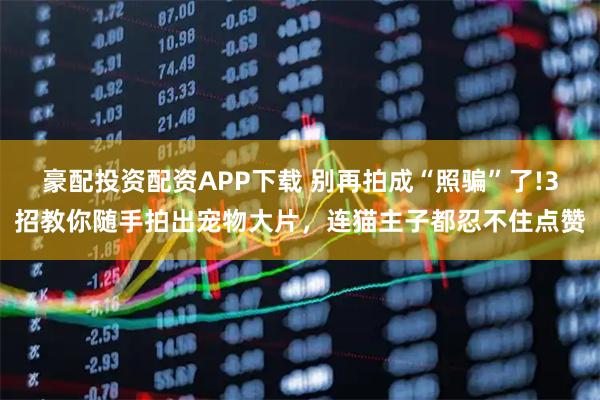 豪配投资配资APP下载 别再拍成“照骗”了!3招教你随手拍出宠物大片，连猫主子都忍不住点赞